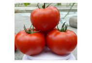 Прайд F1 - томат индетерминантный, Lark Seeds (Ларк Сидс), США фото, цена